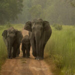 Elephant family walking together in lush forest – World Elephant Day 2025